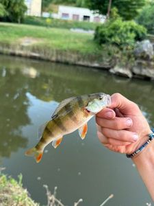 European Perch