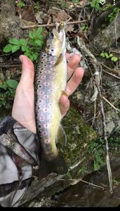 Brown Trout