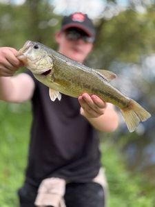 Largemouth Bass