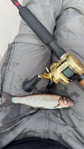 Longnose sucker