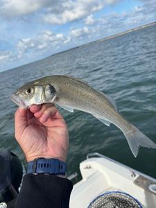 Spotted Seabass