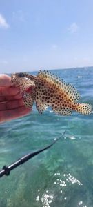 Brown Grouper (Dusky)