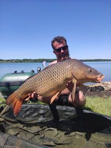 Common Carp