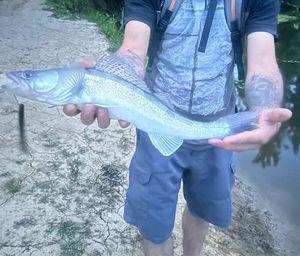 Zander