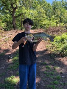 Largemouth Bass