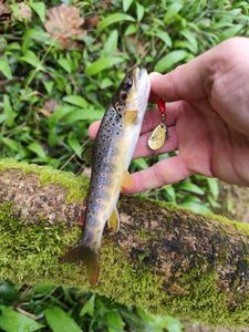 Brown Trout
