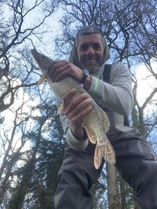 Northern Pike