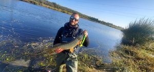 Northern Pike
