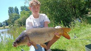 Common Carp