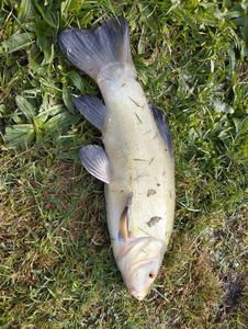 Tench