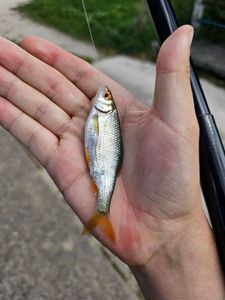 Roach