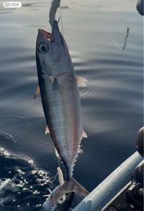 Atlantic Bonito