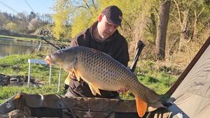 Common Carp