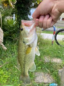 Smallmouth Bass