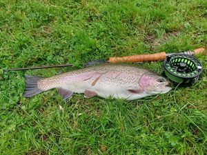 Rainbow Trout