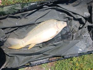 Mirror Carp