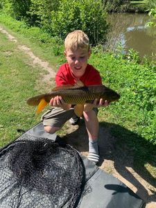Common Carp