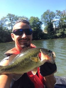 Largemouth Bass
