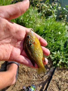 Pumpkinseed