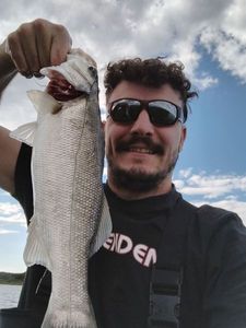 European Bass (Seabass)