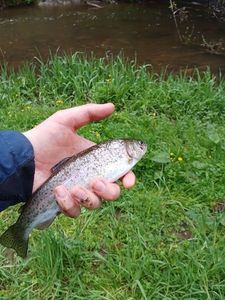 Brown Trout