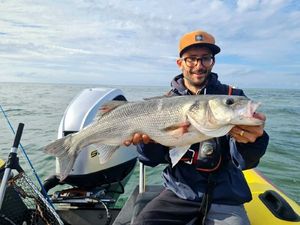 European Bass (Seabass)