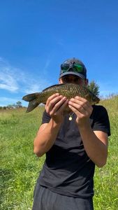 Crucian Carp