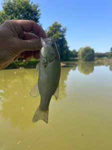 Largemouth Bass