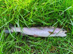 Rainbow Trout