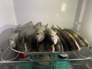 Sand Steenbras