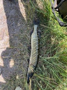 Northern Pike