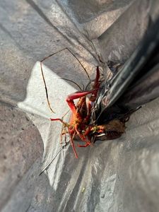 Noble Crayfish