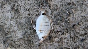 White Seabream