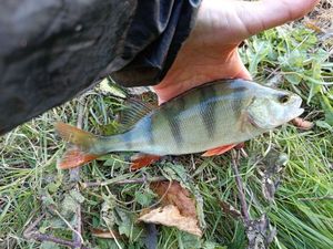 European Perch
