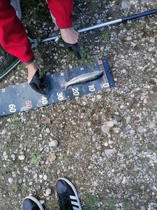 Rainbow Trout