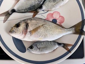 Gilthead Seabream