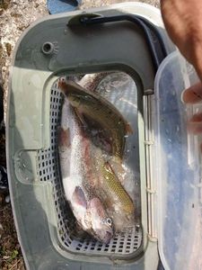 Rainbow Trout