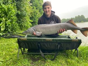 Sturgeon