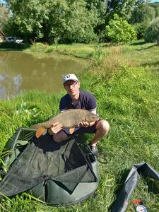 Common Carp