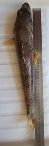 Mediterranean Flagfin
