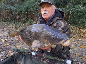 Common Carp