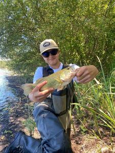 Largemouth Bass