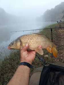 Common Carp