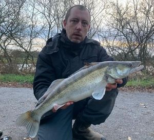 Zander