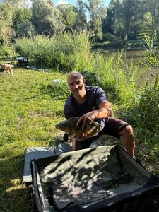 Common Carp