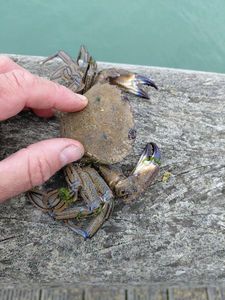European Spider Crab