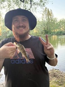 Yellow Perch