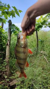 European Perch