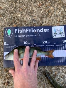 European Perch