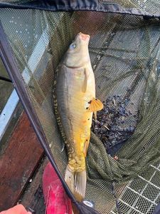Mirror Carp